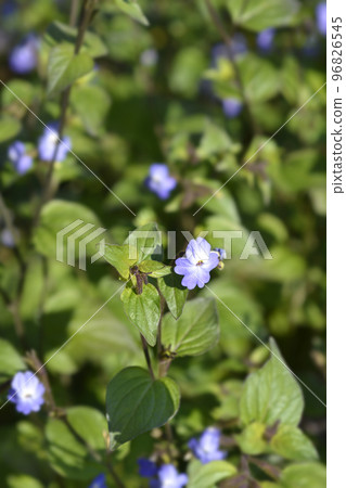 Bush violet 96826545
