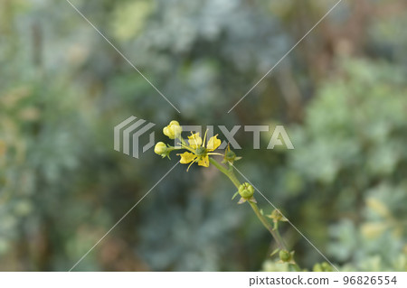 Common rue Common rue 96826554