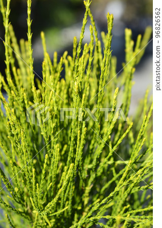 Oriental thuja Franky Boy 96826562