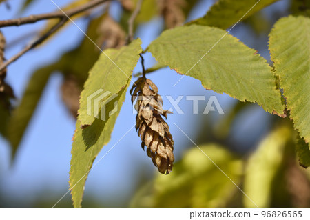European hop hornbeam European hop hornbeam 96826565