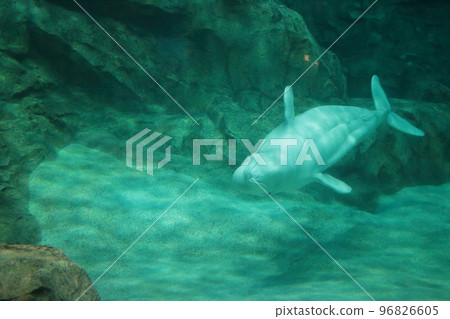 白鯨在水族館游泳 96826605