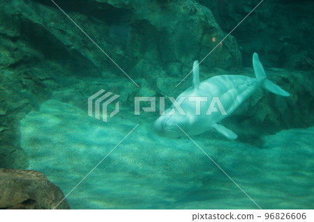 白鯨在水族館游泳 96826606