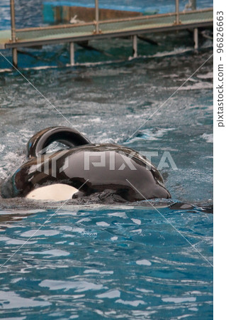 killer whale swimming in the pool 96826663
