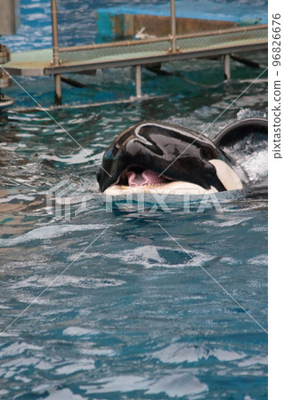 A killer whale swimming in a pool with its mouth open 96826676