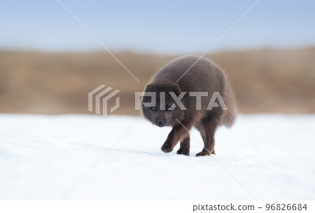 Close up of an Arctic fox walking in snow Close up of an Arctic fox walking in snow 96826684