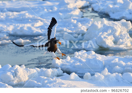 北海道知床半島羅臼浮冰海雕 北海道知床半島羅臼浮冰海雕 96826702
