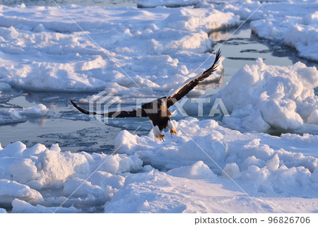 Steller's sea eagle, drift ice of Rausu, Shiretoko peninsula, Hokkaido 96826706
