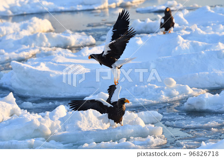 Steller's sea eagle, drift ice of Rausu, Shiretoko peninsula, Hokkaido Steller's sea eagle, drift ice of Rausu, Shiretoko peninsula, Hokkaido 96826718