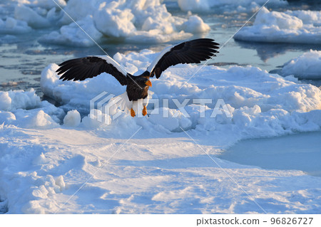 北海道知床半島羅臼浮冰海雕 96826727