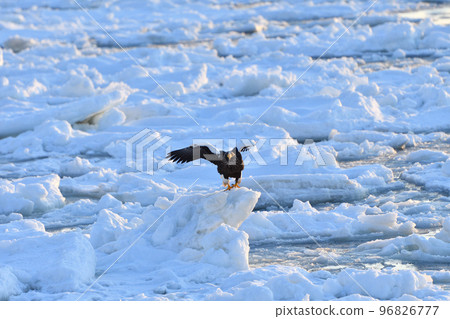 北海道知床半島羅臼浮冰海雕 北海道知床半島羅臼浮冰海雕 96826777