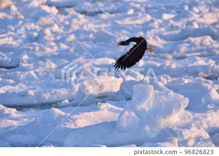 北海道知床半島羅臼浮冰海雕 96826823