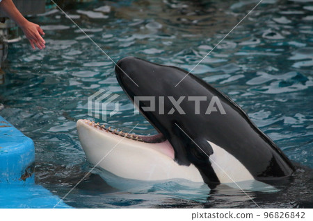 A killer whale opening its mouth to get food from an aquarium keeper 96826842