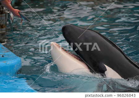 A killer whale opening its mouth to get food from an aquarium keeper A killer whale opening its mouth to get food from an aquarium keeper 96826843