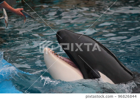 一頭虎鯨張開嘴從水族館飼養員那裡獲取食物 一頭虎鯨張開嘴從水族館飼養員那裡獲取食物 96826844