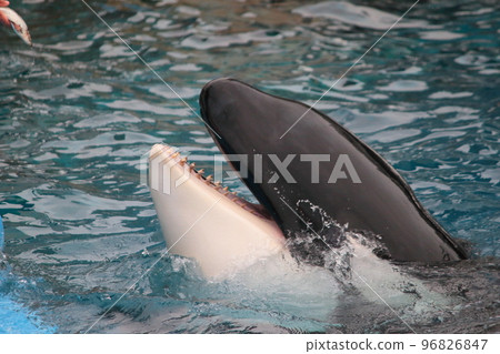 A killer whale opening its mouth to get food from an aquarium keeper A killer whale opening its mouth to get food from an aquarium keeper 96826847