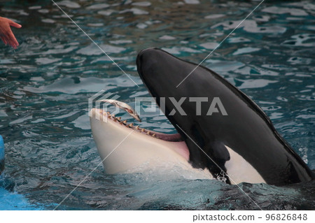 A killer whale opening its mouth to get food from an aquarium keeper 96826848