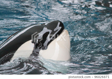 在水族館游泳池游泳的虎鯨的特寫鏡頭 96826871