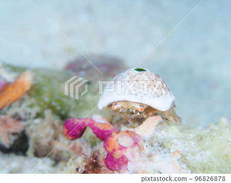 Yukinoko Bunshi 96826878