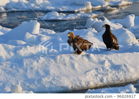 White-tailed eagle, drift ice of Rausu, Shiretoko Peninsula, Hokkaido 96826917