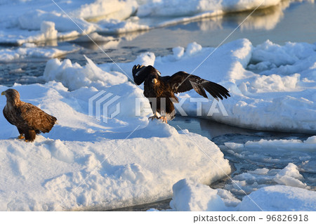 White-tailed eagle, drift ice of Rausu, Shiretoko Peninsula, Hokkaido 96826918