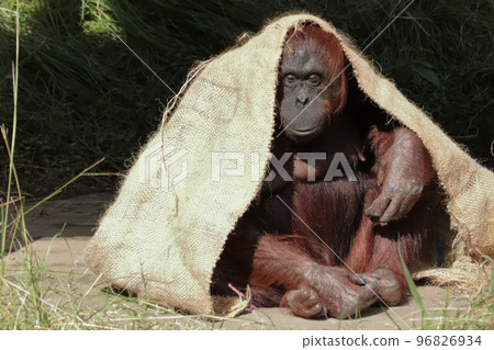 Zoo orangutan Zoo orangutan 96826934