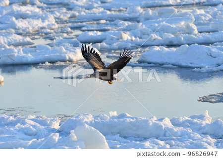White-tailed eagle, drift ice of Rausu, Shiretoko Peninsula, Hokkaido 96826947