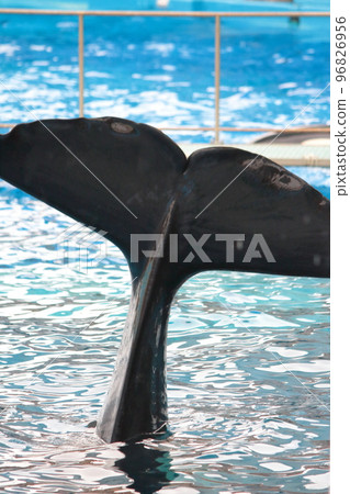 A killer whale swimming with its tail fin above the water surface 96826956