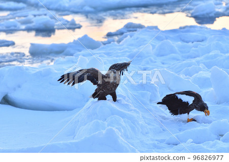 White-tailed eagle, drift ice of Rausu, Shiretoko Peninsula, Hokkaido 96826977