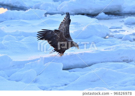 White-tailed eagle, drift ice of Rausu, Shiretoko Peninsula, Hokkaido 96826978