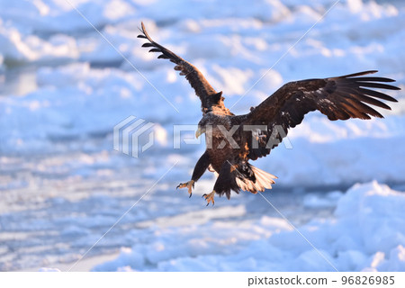 北海道知床半島羅臼浮冰白尾鷹 96826985
