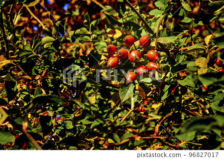 Red healthy rose hips for tea tincture, filled with vitamins and microelements 96827017