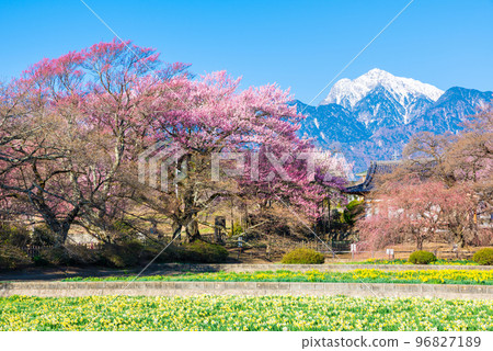 Jissoji Temple的春天_南阿爾卑斯山的櫻花樹、水仙花田和山景（山梨縣北斗市） 96827189