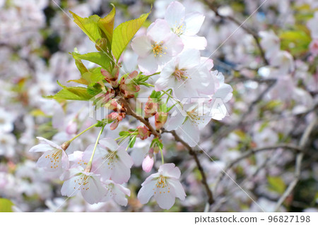 Background of spring. A cherry branch blooms in the park in the spring. 96827198