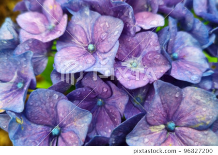 Blurry background, out of focus, purple background of blooming hydrangeas. Blurry background, out of focus, purple background of blooming hydrangeas. 96827200