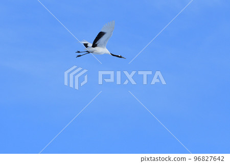 red-crowned crane, fine weather, kushiro, hokkaido 96827642
