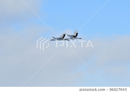 red-crowned crane, fine weather, kushiro, hokkaido 96827643
