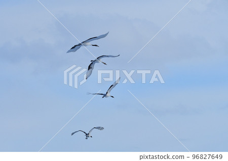 red-crowned crane, fine weather, kushiro, hokkaido 96827649