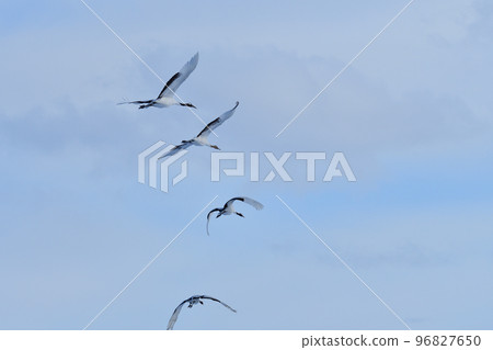 red-crowned crane, fine weather, kushiro, hokkaido 96827650
