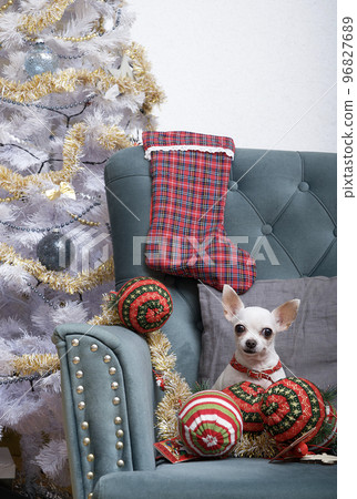 A small chihuahua dog sits in a chair among large balls and a big sock for gifts next to a smart Christmas tree, ready to celebrate the holiday. The dog is waiting for Christmas and New Year. A small chihuahua dog sits in a chair among large balls and a big sock for gifts next to a smart Christmas tree, ready to celebrate the holiday. The dog is waiting for Christmas and New Year. 96827689