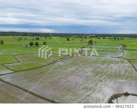 Aerial top view of paddy rice terraces with water reflection, green agricultural fields in countryside, mountain hills valley, Pabongpieng, Chiang Mai, Thailand. Nature landscape. Crops harvest. Aerial top view of paddy rice terraces with water reflection, green agricultural fields in countryside, mountain hills valley, Pabongpieng, Chiang Mai, Thailand. Nature landscape. Crops harvest. 96827823