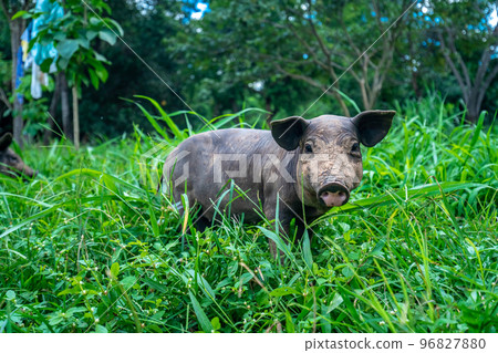 pigs on a meadow in a free range pigs on a meadow in a free range 96827880