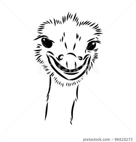 ostrich hand drawn vector animal illustration ostrich vector 96828273