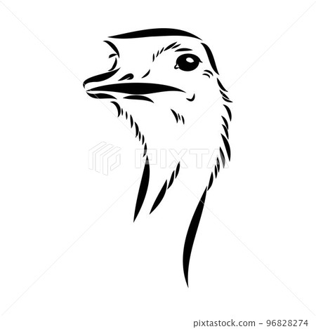 ostrich hand drawn vector animal illustration ostrich vector 96828274