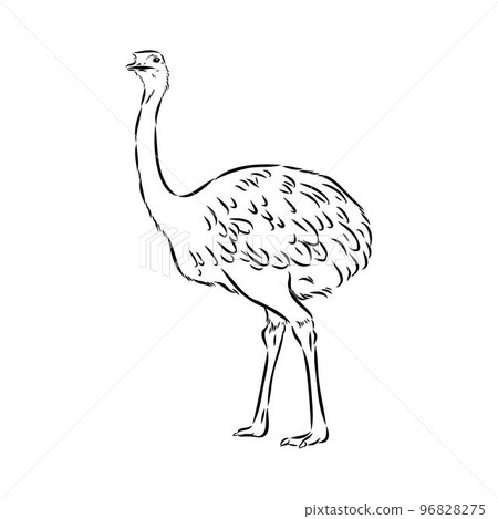 ostrich hand drawn vector animal illustration ostrich vector 96828275