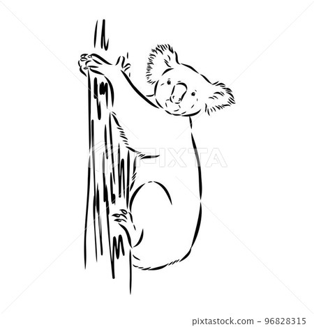 Koala bear animal on tree sketch engraving vector illustration. Scratch board style imitation. Black and white hand drawn image. Koala bear animal on tree sketch engraving vector illustration. Scratch board style imitation. Black and white hand drawn image. 96828315