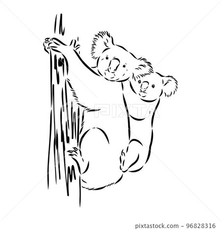 Koala bear animal on tree sketch engraving vector illustration. Scratch board style imitation. Black and white hand drawn image. Koala bear animal on tree sketch engraving vector illustration. Scratch board style imitation. Black and white hand drawn image. 96828316