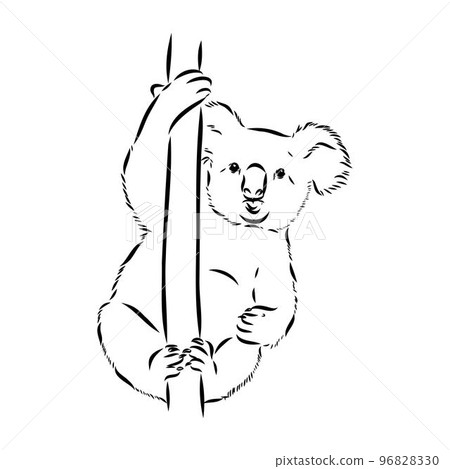 Koala bear animal on tree sketch engraving vector illustration. Scratch board style imitation. Black and white hand drawn image. Koala bear animal on tree sketch engraving vector illustration. Scratch board style imitation. Black and white hand drawn image. 96828330