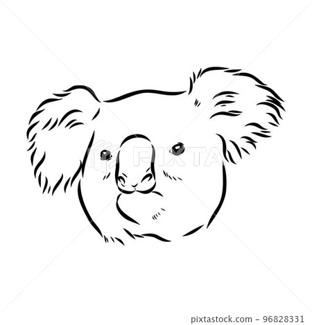 Koala bear animal on tree sketch engraving vector illustration. Scratch board style imitation. Black and white hand drawn image. 96828331
