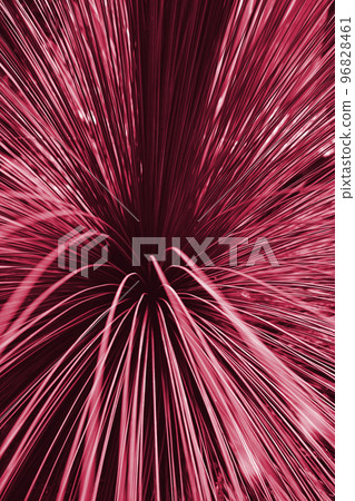 Viva Magenta beautiful view of plant in monochrome color. 96828461