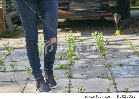 Woman legs in torn jeans in a yard overgrown with weeds and a dachshund dog Woman legs in torn jeans in a yard overgrown with weeds and a dachshund dog 96829028